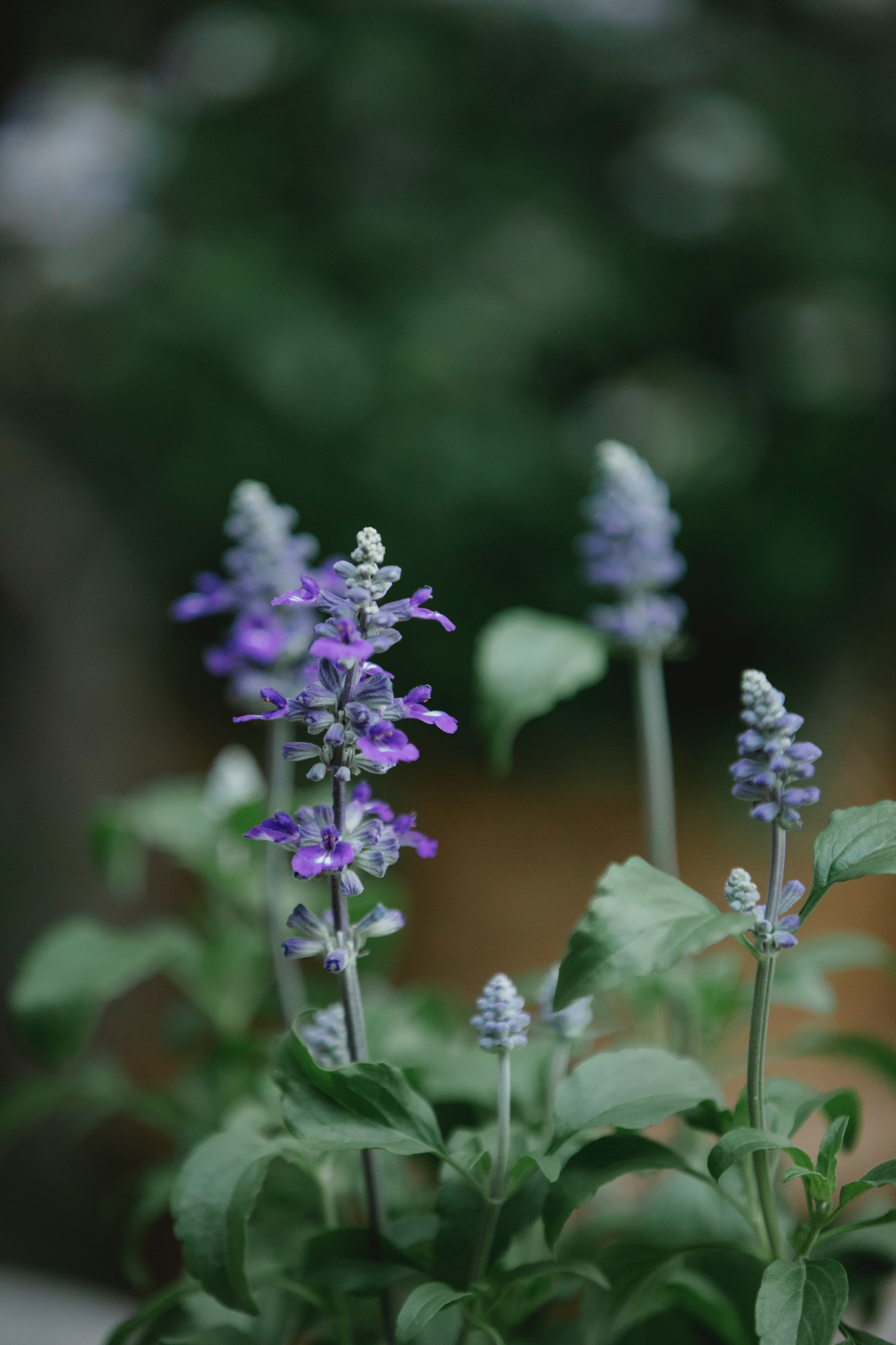 Scopri la storia dell'Aromaterapia: dalla nascita ai giorni nostri🌿