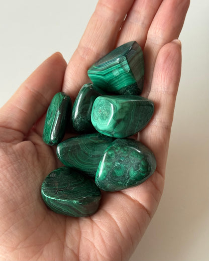 Malachite burattata